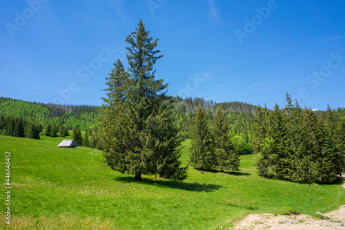 Kalatowki Glade in June. Western Tatra Mountains.