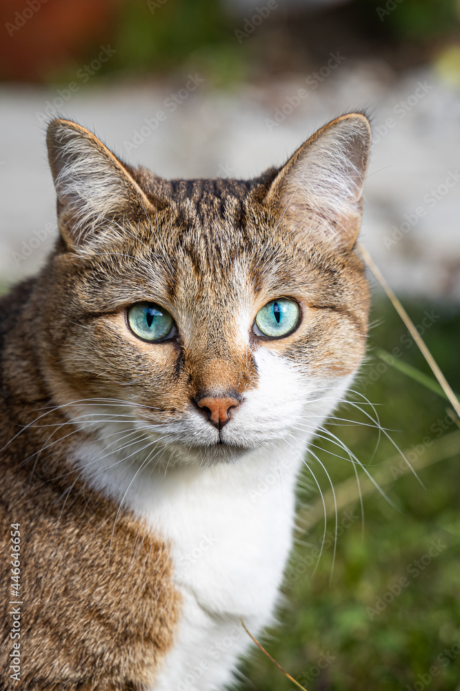 A beautiful adult fat tabby cat with blue eyes and a white spot on their chest sits in the garden in summer. Vertical photo