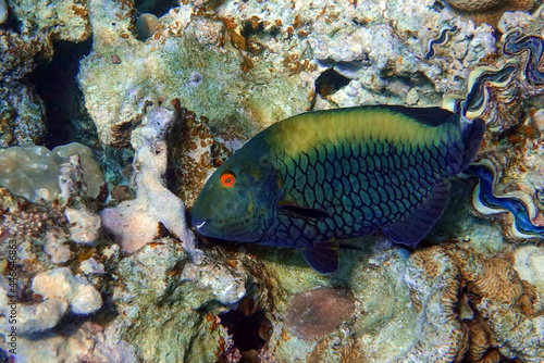 Bicolor Parrotfish - Cetoscarus bicolor ,female
