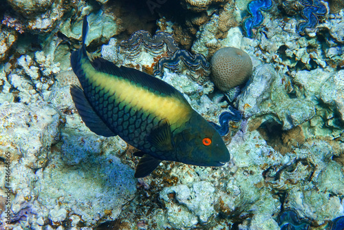 Bicolor Parrotfish - Cetoscarus bicolor ,female © mirecca