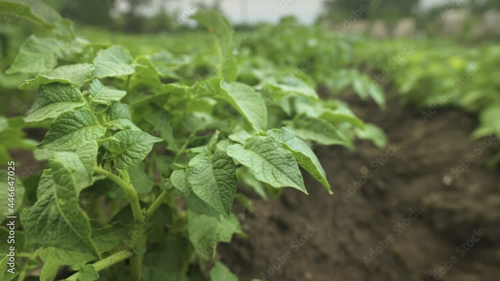 Growing potatoes. A field of green bushes of potatoes. Organic food concept. Close-up. Shallow depth of field Growing potatoes. A field of green bushes of potatoes. Organic food concept. Close-up. Shallow depth of field