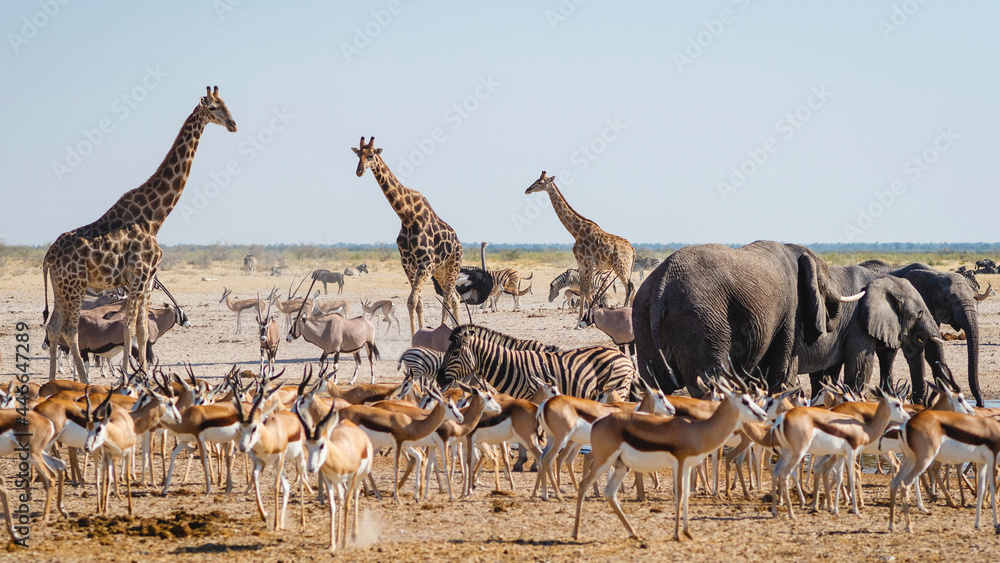 Fototapeta premium Wild animals congregate around a waterhole in Etosha National Park, northern Namibia, Africa.