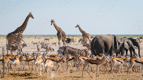 Photographie Wild animals congregate around a waterhole in Etosha National Park, northern Namibia, Africa