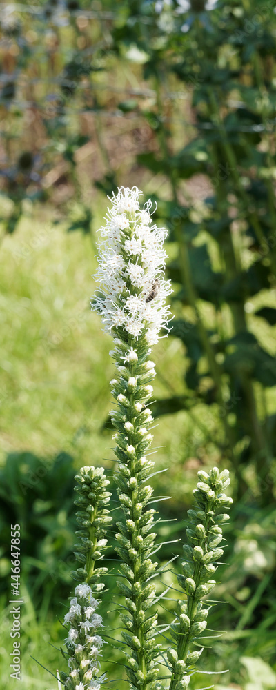 Liatris spicata 'Alba' | Dense blazing star or Kansas gay feather with white-flowering cultivars on tall spikes Liatris spicata 'Alba' | Dense blazing star or Kansas gay feather with white-flowering cultivars on tall spikes