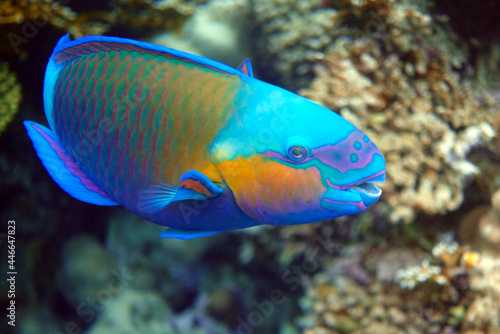Daisy parrotfish - Chlorurus sordidus, Red Sea 