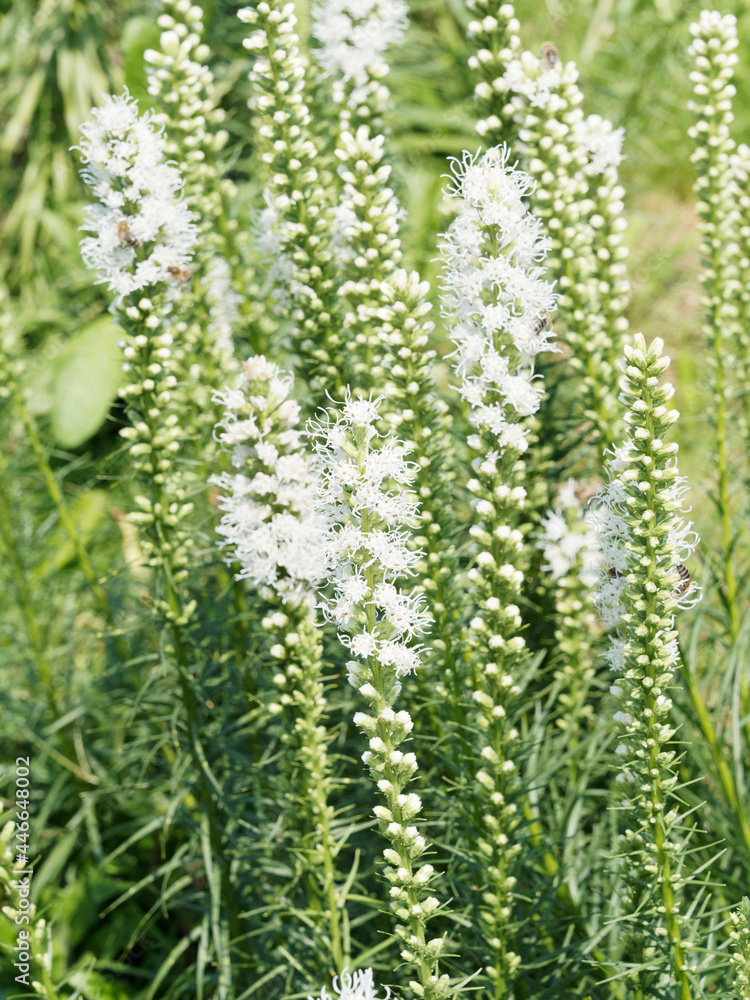 Liatris spicata 'Alba' | Dense blazing star or Kansas gay feather with white-flowering cultivars on tall spikes Liatris spicata 'Alba' | Dense blazing star or Kansas gay feather with white-flowering cultivars on tall spikes