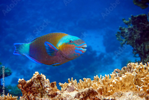 Daisy parrotfish  - Chlorurus sordidus   Red Sea 