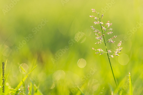 abstract green grass and flowers