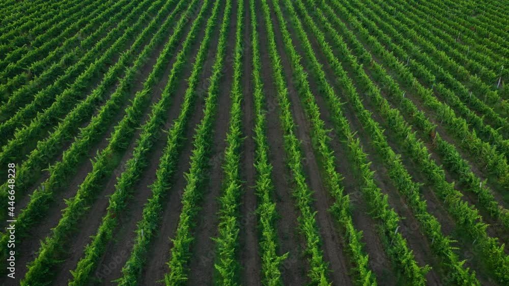 Aerial view to a rows from vineyards Aerial view to a rows from vineyards