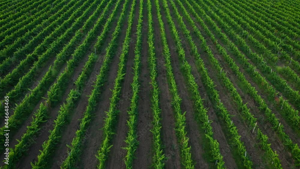 Aerial view to a rows from vineyards Aerial view to a rows from vineyards