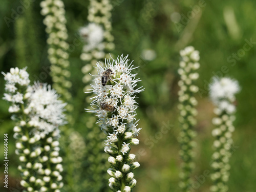 Liatris spicata 'Alba' - Dense blazing star or prairie gay with white flowers resembling bottle brushes or feathers at the top of a stem  photo