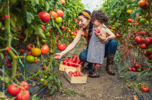 Kid and mother harvesting tomato. © dalibor