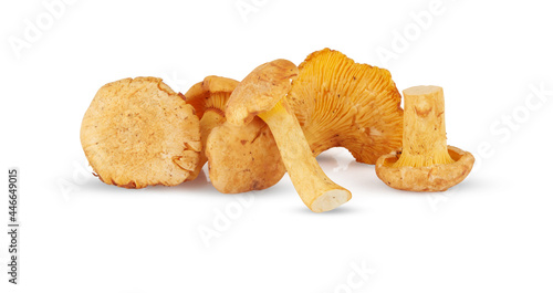 mushrooms isolated on white background with clipping path