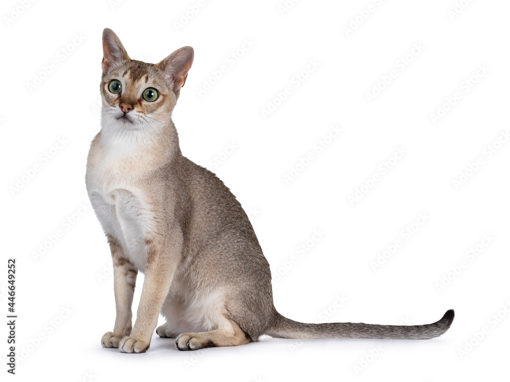 Handsome young adult Singapura cat, sitting up side ways Looking beside camera with mesmerising green eyes. Isolated on a white background.