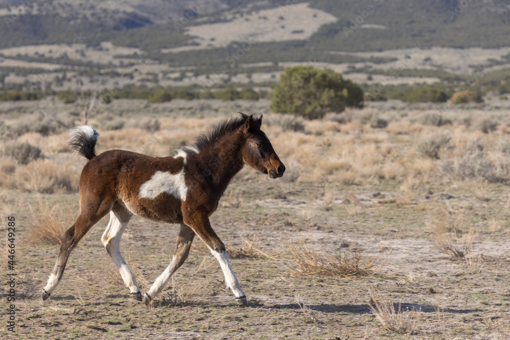 Cute Wild Horse Foal in the Utah Desert Cute Wild Horse Foal in the Utah Desert