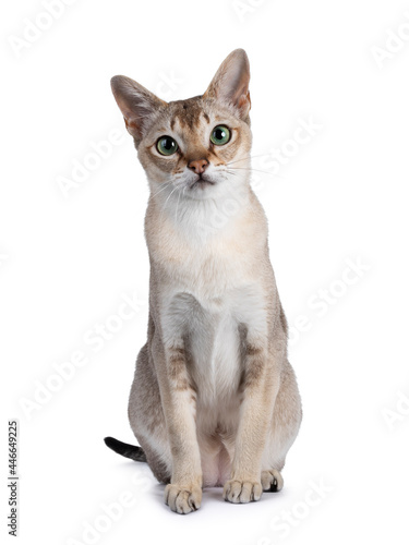 Photography Handsome young adult Singapura cat, sitting up facing front