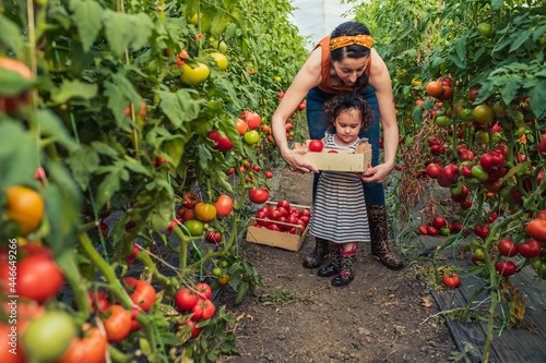 Kid and mother harvesting tomato. © dalibor