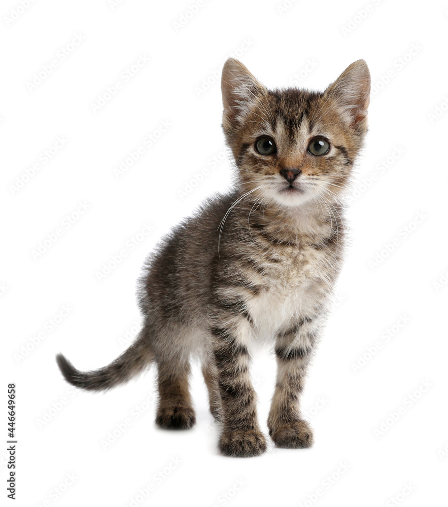 Cute little tabby kitten on white background Cute little tabby kitten on white background