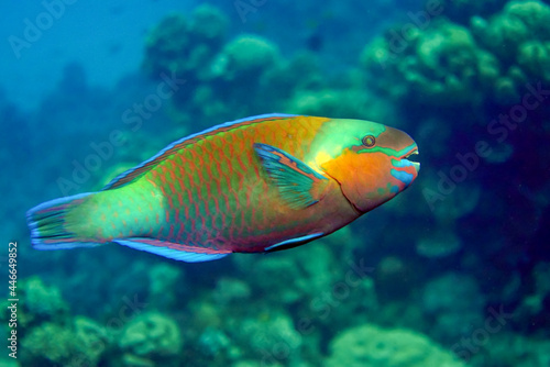 Fototapeta Naklejka Na Ścianę i Meble -  Greenbelly parrotfish - Scarus falcipinnis, Red sea Egypt