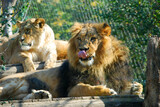 Ein Löwenpaar liegt friedlich in der Sonne.