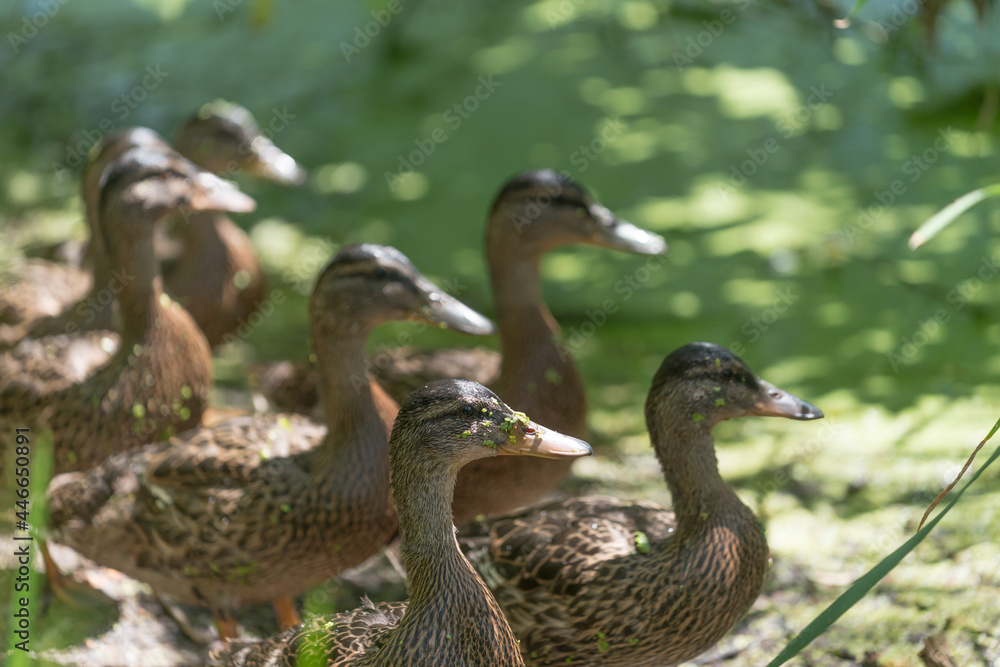 ducks on alert - maturing young mallard ducks all facing the same direction ducks on alert - maturing young mallard ducks all facing the same direction