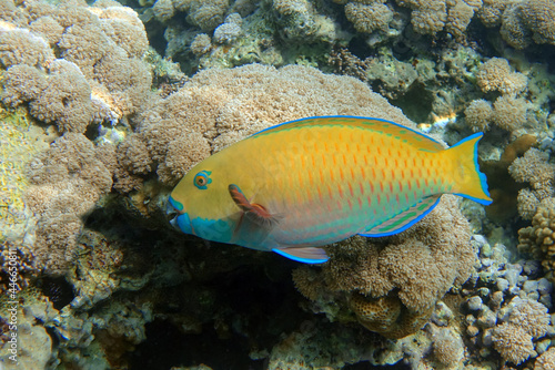 Yellow parrotfish next  to corals ,Red Sea © mirecca