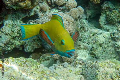 Yellow parrotfish next to corals ,Red Sea