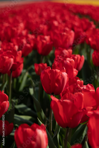 rote Tulpen in Holland