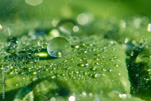 Green leaf with drops of water on a blurred natural background. Large beautiful drops of transparent rain water on a green leaves. Macro. Shallow depth of field