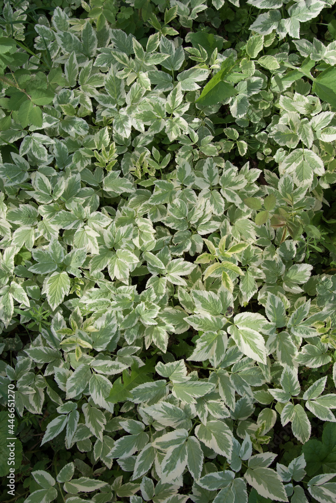 Background from leaves. The variegated white-green leaves of the plant runny. Background, texture Background from leaves. The variegated white-green leaves of the plant runny. Background, texture