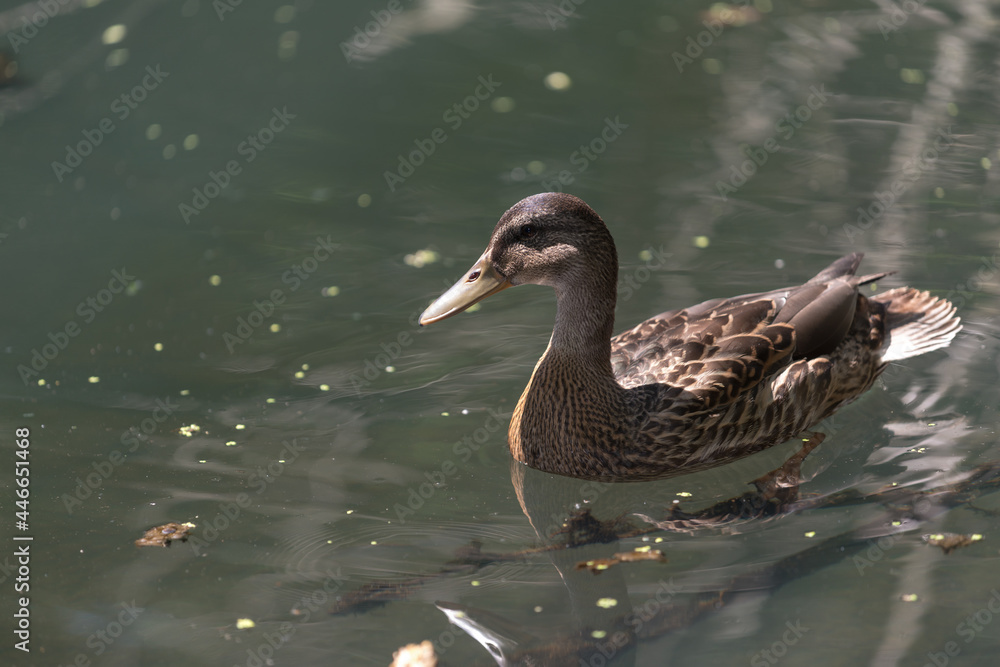 duck in the water