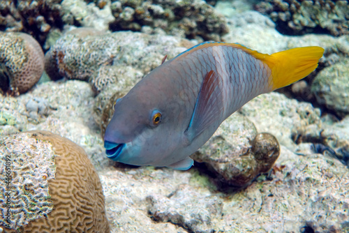 Greenbelly parrotfish - Scarus falcipinnis, Red sea Egypt