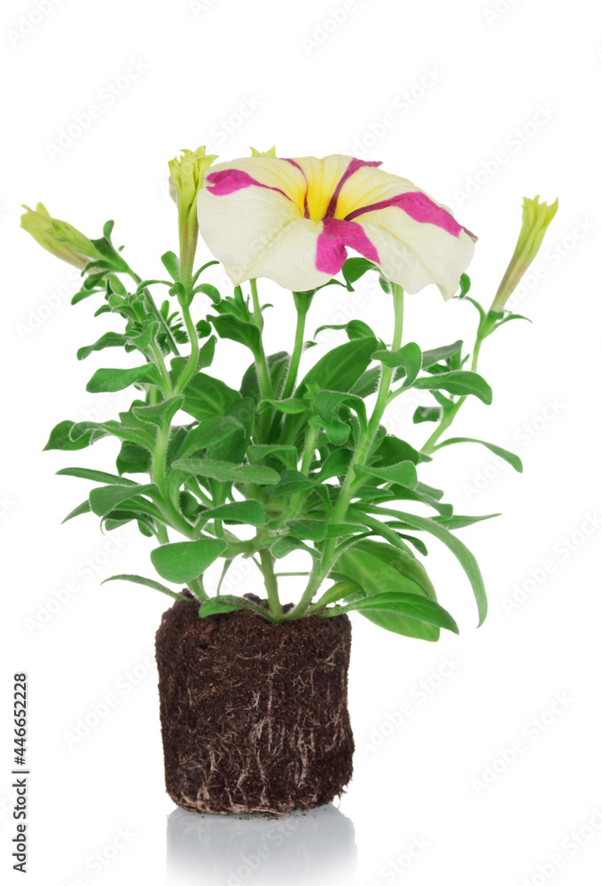 Petunia plant with unusual bicolor flowers isolated on white