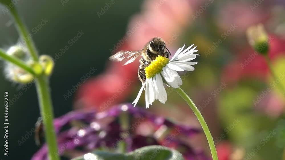 Bee on daisy Flower. closeup view. Slow-motion.
Bee on daisy Flower. closeup view. Slow-motion.