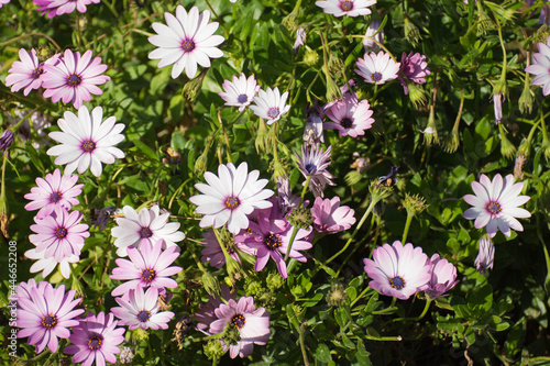 Group of purple and white flowers in spring