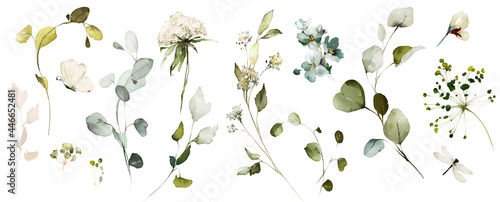 Set watercolor herbal elements of wild  flowers, leaves, branches, Botanic  illustration isolated on white background.  eucalyptus