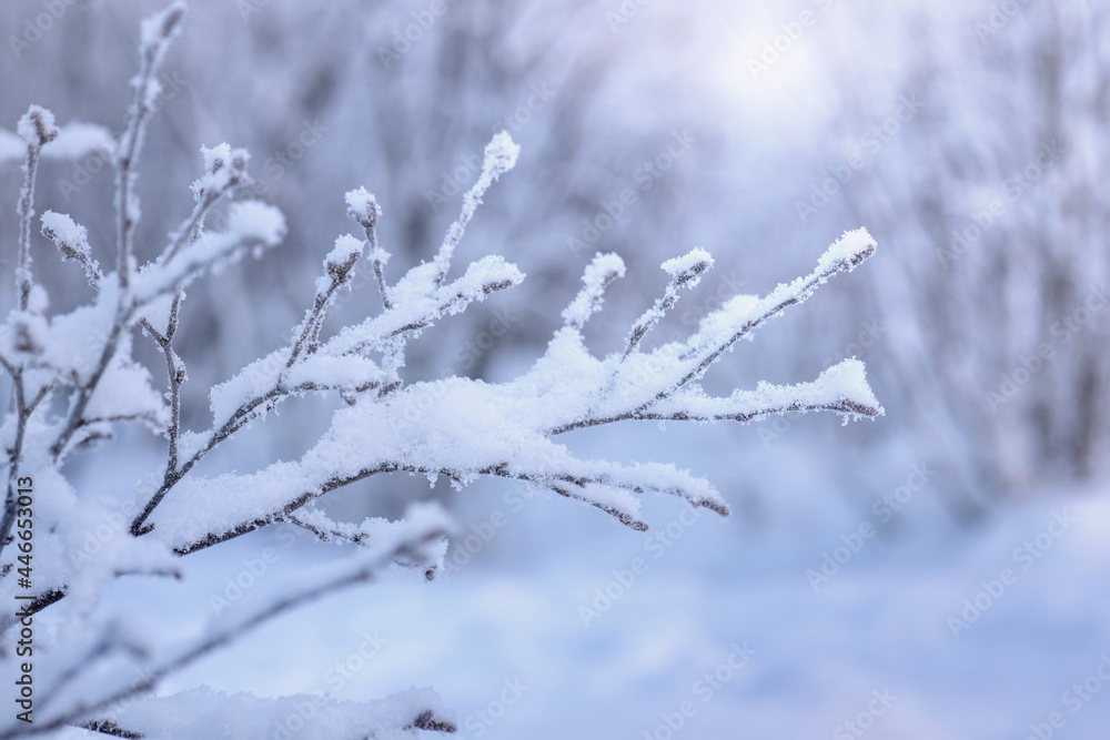 winter landscape background, frost on the branches of a tree in the forest in winter winter landscape background, frost on the branches of a tree in the forest in winter