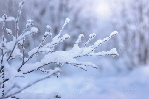 winter landscape background, frost on the branches of a tree in the forest in winter