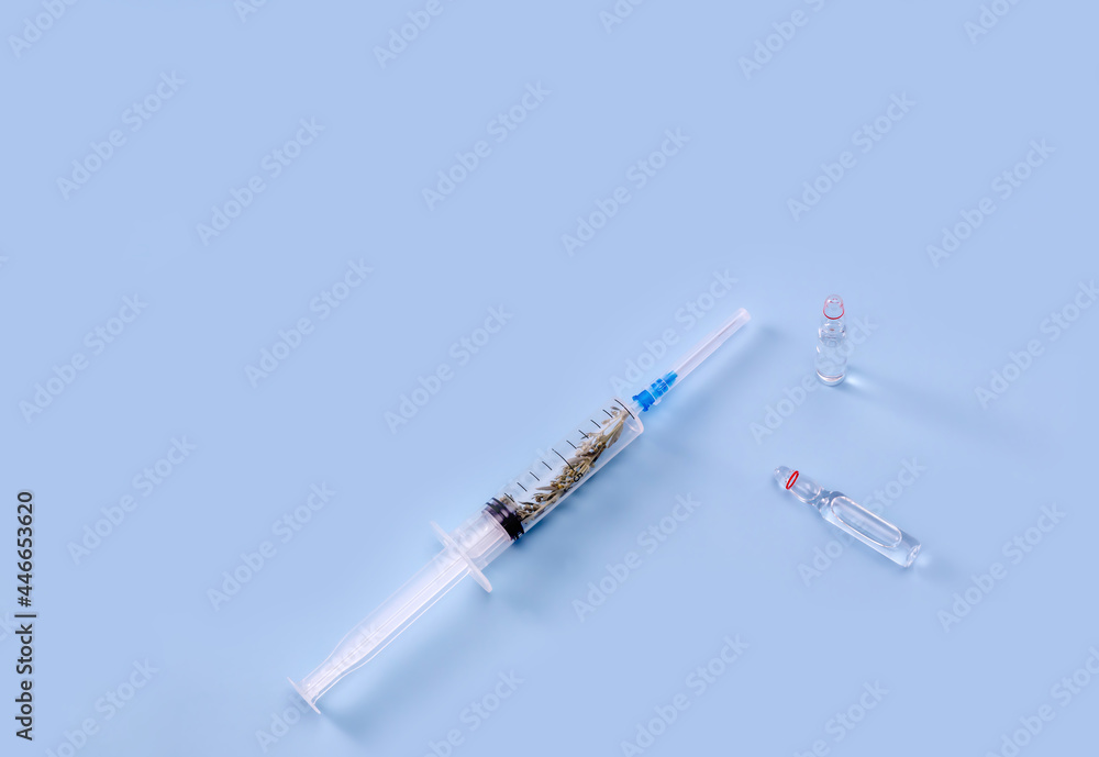 a sprig of wormwood (Artemisia) inside a syringe and an ampoule with medicine on a blue background. the concept of a cure for nature a sprig of wormwood (Artemisia) inside a syringe and an ampoule with medicine on a blue background. the concept of a cure for nature