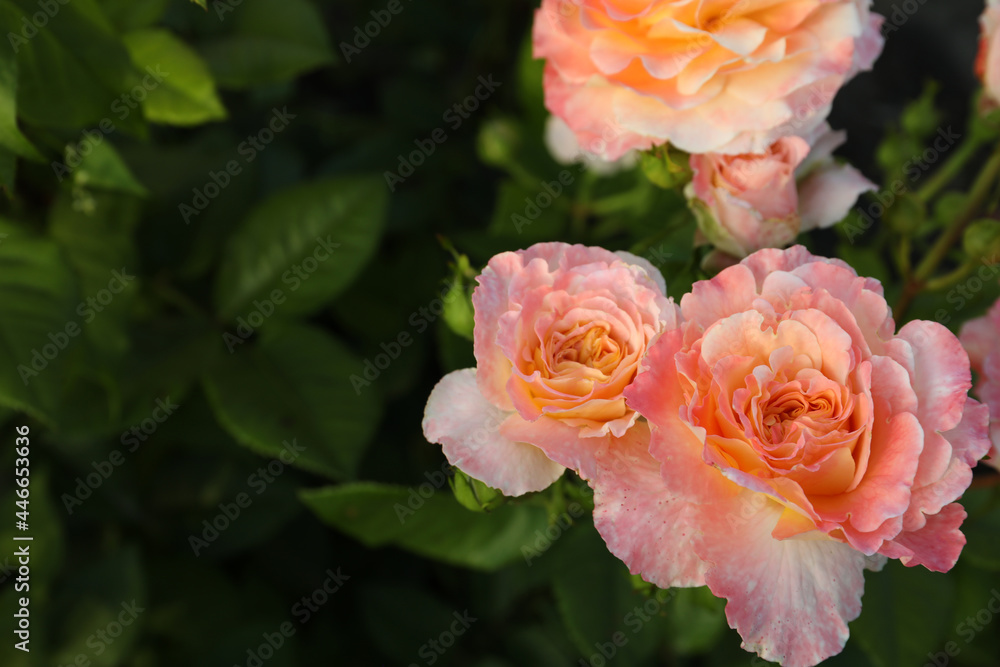 Beautiful blooming coral roses on bush outdoors, closeup. Space for text Beautiful blooming coral roses on bush outdoors, closeup. Space for text