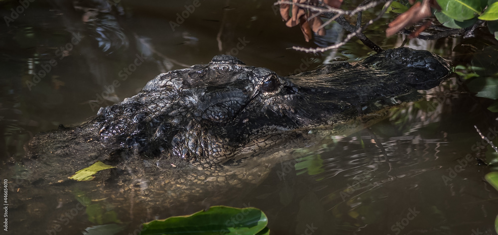 Alligator
