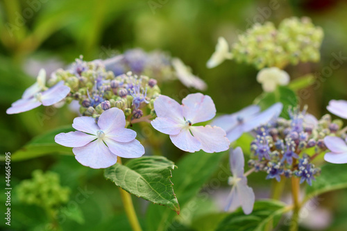 Beautiful pink hortensia flowers in the garden.