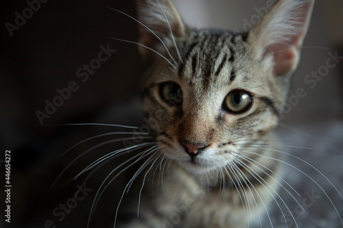 The Cute Curious Kitten
