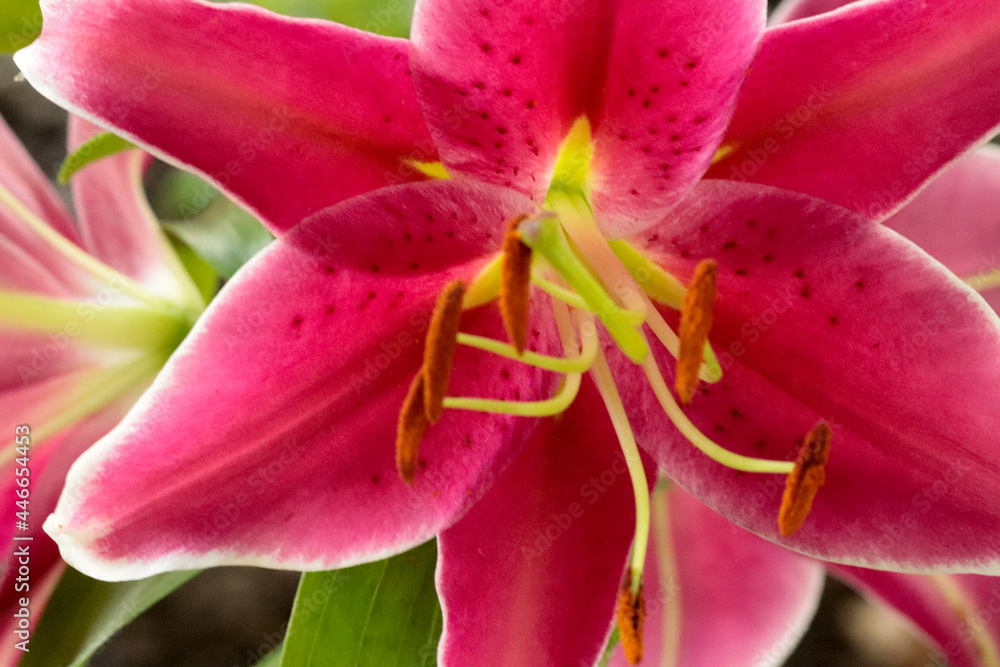 Vibrant pink Tiger Lilies Stargazer lilies flowers in blooming summer Close up Vibrant pink Tiger Lilies Stargazer lilies flowers in blooming summer Close up