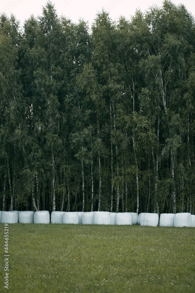 Haystack in white packaging under the trees in the forest Haystack in white packaging under the trees in the forest