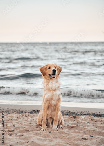 Happy golden retriever on the sand beach