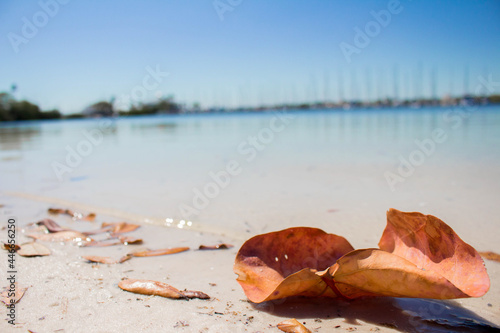 Leaves At Beach