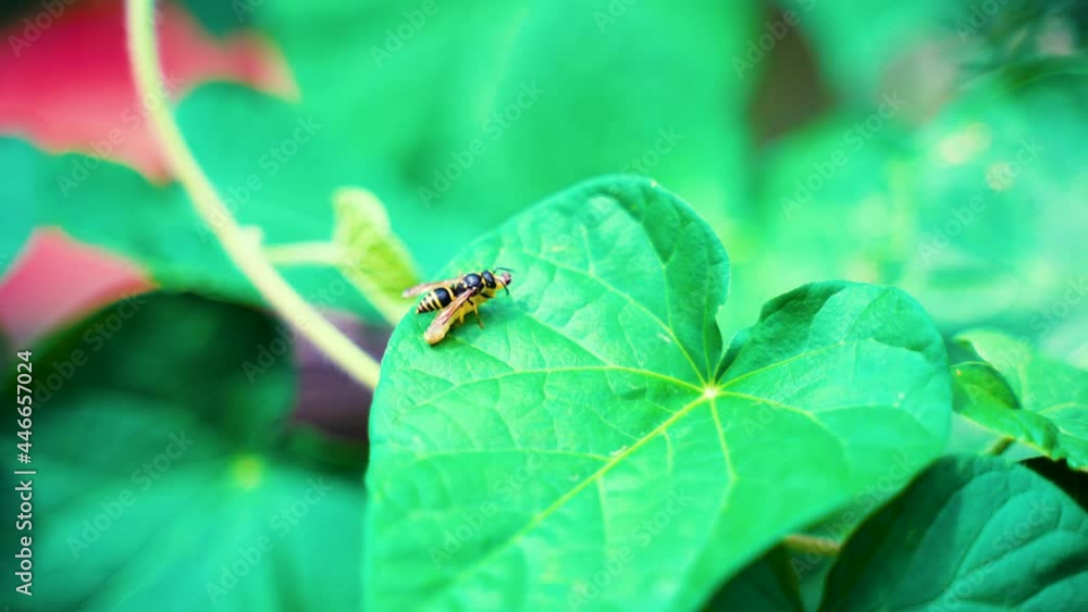 Wasp holding tight a butterfly caterpillar in mandiles. Cruel wild animal micro world. Wasp holding tight a butterfly caterpillar in mandiles. Cruel wild animal micro world.