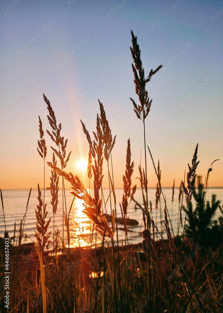 Spikelets on the background of the sunset Spikelets on the background of the sunset