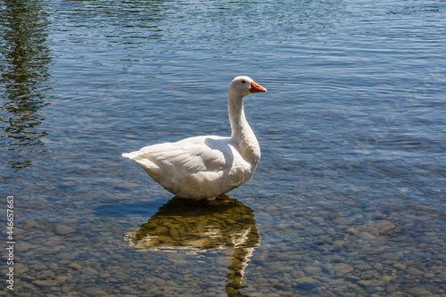 White Duck On River In Summer